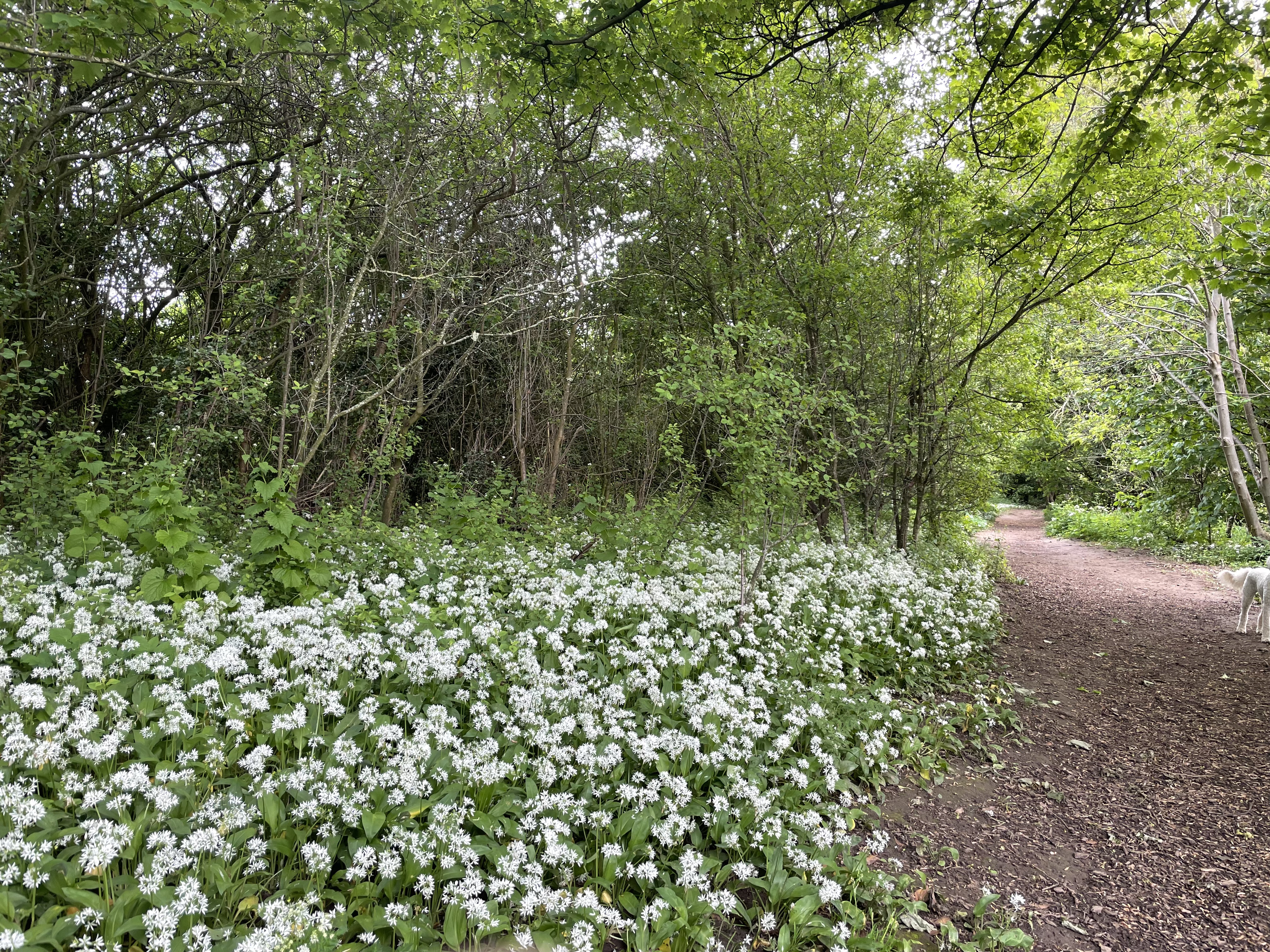 Welcome to Life Path